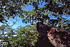 NASA on gardens |  unable to put their report into context. Most of the growth took place at higher...