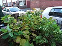 What are these plants, and how do I not kill them!  |  Hi, you'll probably guess from the title of this thread that I know nextto...
