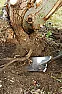 Removing (a large and fresh) tree stump  | next thread &raquo;