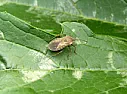 My first squash bug  |     These are not borers , they are squash bugs , a totally different  critter ....