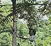 Tree Farms  |  Big difference in growing black walnut and x-mas trees but neither iseasy money,...