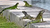 Out of control iguanas infesting South Florida  |  Lock and load! Target practice. Out of control iguanas infesting South Florida...