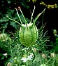 love in a mist  | next thread &raquo;