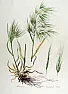 Cheat Grass | &laquo; previous thread