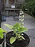 My Sage is dying |  Here's a pic when it started flowering. ...