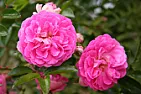 Rusty roses  |  Am suffering through a disgusting attack of rust on my roses. (Thisafter just...