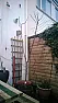Y shape Apple tree.  |  Can anyone help me. I bought this Granny Smith apple tree recently on M26...