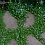 Replacement groundcover |  Hi Emilie,"Watered" may be somewhat inexact.  What I really intended to...