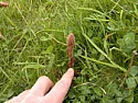 Plant Idnetification help please  |  Hello, Does anybody know what the attached plant is?  It is obviously inits...
