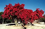 bouganvilla | &laquo; previous thread