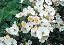 Wild roses  | &laquo; previous thread
