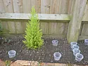 How tall does a Goldcrest cedar grow?  |  The berries on Arbutus unedo mature in the autumn.  The flowers alsooccur in the...