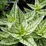 looking for carefree color |  Many perennials do require a fair bit of work, and most only bloom fora short...
