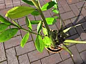 Help identify this houseplant I've had three years  |  HelloI was left this houseplant by an ex, and it doesn't seem to like...