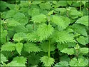 Edible? |  I found these things growing in my garden. Are they...