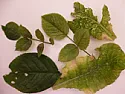 Tiny yellow spots on leaves: pests or disease?  |  All leaves of my primroses, some roses and catmint this summer gotcovered with...