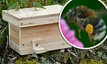Bumble bee nest |  In message , Dave-UK  wroteWhen I started off it was from the Oxford Bee company...
