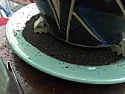 Ants in crassulata argentea (jade plant) pot!  |  All the dirt in the saucer has appeared in two days! How can I get rid of this...