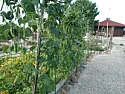 For songbird  |  ...   ok, i haven't got my planting map out yet to see what is up and what...