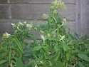 What's wrong with this shrub?  |  I have a shrub in my garden that looks rather poorly. It was there whenI moved...