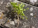 what is this in my lawn??  |  Hmmm...does it have sort of a strong smell?  Looks something liketansy.  I would...