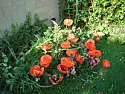 Dying Tulips  |  Oh, I think you just answered my question, above.  I thought maybethey should be...
