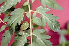 Poorly plants... :(  | &laquo; previous thread