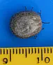 insect egg identification |  Hi,Thanks in advance for your advice.I'm wondering what these might be, and...