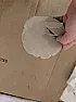 Entry Level Festool  |  The abranet tore when I used it like regular sand paper.  I do not baby the...