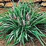Looking for walkway planting recommendations | next thread &raquo;