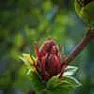 Transplanting a Sweet Shrub... | &laquo; previous thread