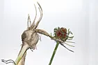 Anyone know what this is!  |  These are growing up all over our garden. The bulb smells a bit likegarlic, but...