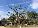 RIP: Old Oak ...  |  No biggie to a Californian.  I see our oak tree is still standing:...