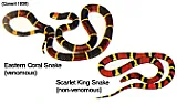 What kind of snake is this? |  I found this little snake on the driveway this morning. It was dead but had no...