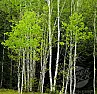 Bending birch  | &laquo; previous thread