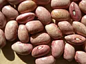 a few bean pics  |    always fun to see new beans show up when sorting. and fun to think about what...