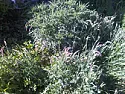 Help. I haven't got a clue!!  |  Hi everyone,I'm new to this forum and also to gardening, but I would like to...