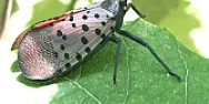 Bugs me | &laquo; previous thread