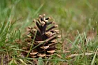 Coniferous plants have flowers?  |  Hi All, I looked this up.  Extremely interesting and explains all the yellow...
