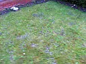 Help.  Mushroom type fungi. Pics attached  |  hi everyone,Any help on the following pictures would be great.  I have what...