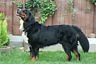Bark off |  What did the dog owner say when you contacted them? Sometimes people are pretty...