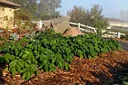 stump grindings |  Yes, there are plenty of needles around the stump. The tree looked like  a...