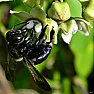 Tiny bees | next thread &raquo;