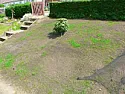 seeded lawn rather patchy |  weeds lawn pictur+|Filename: P1030736.jpg|Download:...