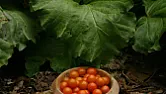 Pinching back tomato plants  | &laquo; previous thread