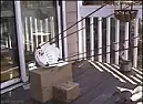 Getting Rid Of Rodent Pests | &laquo; previous thread