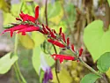 My Pineapple Sage is Blooming!!! |  After perusing the web about Pineapple Sage, many said it usually doesn't...
