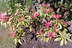 Name the shrub please  |  Hi there, can anyone identify this shrub please?Thank you.Steve++|Filename:...