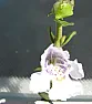 Need to identify this aromatic shrub  |  The pictures show a general view of my evergreen shrub, a close-up ofone stem...