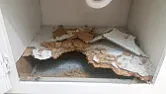 Remove particle board | &laquo; previous thread